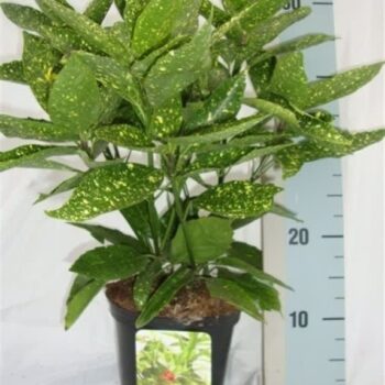 Aucuba japonica 'Variegata'