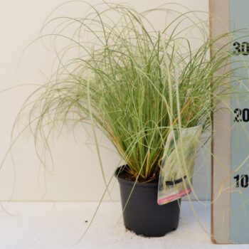 Carex comans 'Frosted Curls'