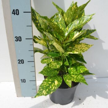 Aucuba japonica 'Crotonifolia'