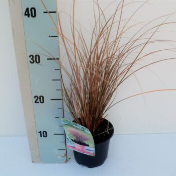 Carex comans Milk Chocolat