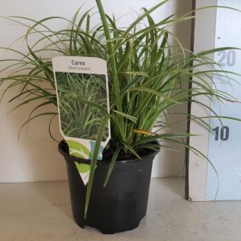 Carex Comans Silver Sceptre