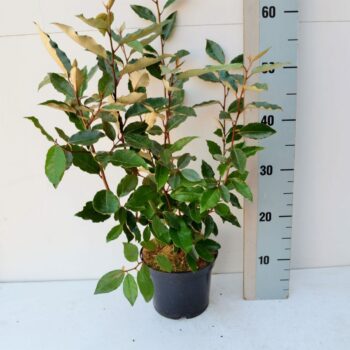 Elaeagnus ebbengei 'Compacta'