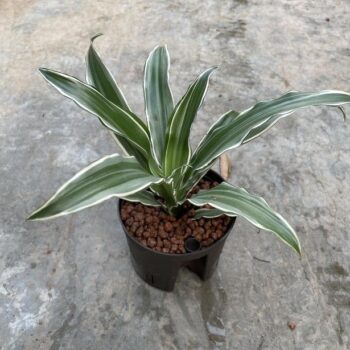 Dracaena Compacta Variegata