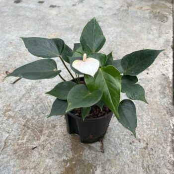 Anthurium andreanum