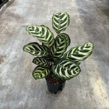 Calathea makoyana