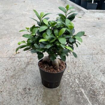 Ficus Ginseng