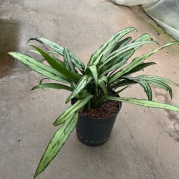 Aglaonema cutlass 18/19 h40