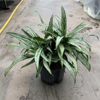 Aglaonema cutlass 22/19 h40