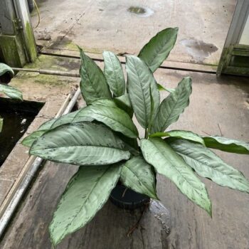 Aglaonema Freedman