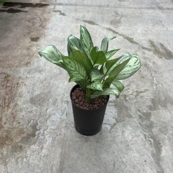 Aglaonema Christina