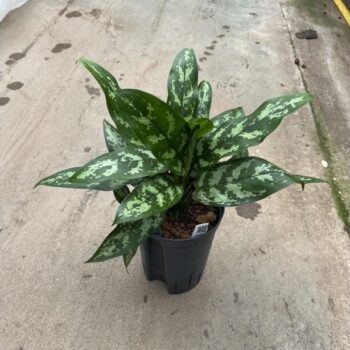 Aglaonema maria 15/19 h40