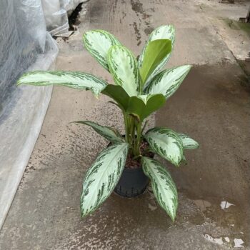 Aglaonema Silver Bay