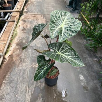 Alocasia pink dragon 18/19 h50/70