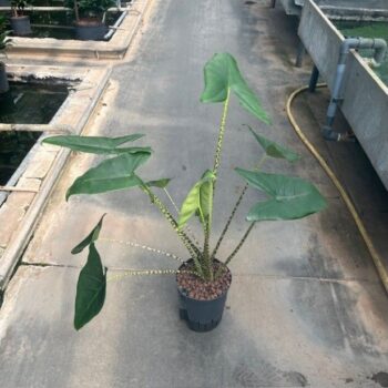 Alocasia zebrina 18/19 h50
