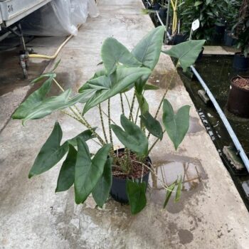 Alocasia zebrina 25/19 3pp h70
