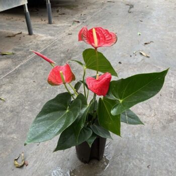 Anthurium andreanum Red