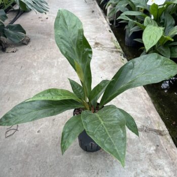 Anthurium jungle bush