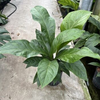 Anthurium jungle bush