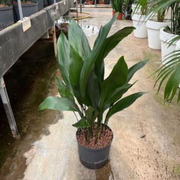 Aspidistra