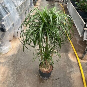 Beaucarnea vertakt 22/19 h100