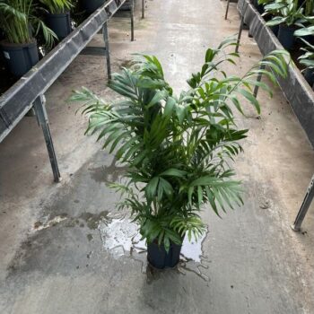 Chamaedorea elegans