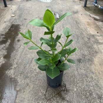 Clusia rosea princess 15/19 h60