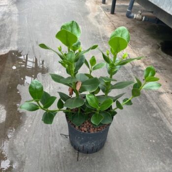 Clusia rosea princess