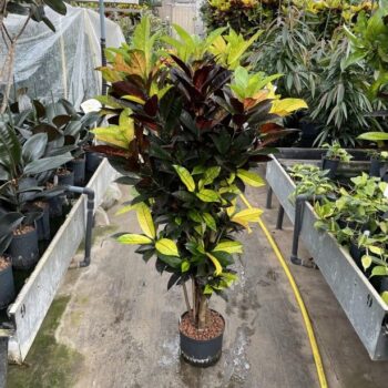 Codiaeum (Croton) Iceton vertakt