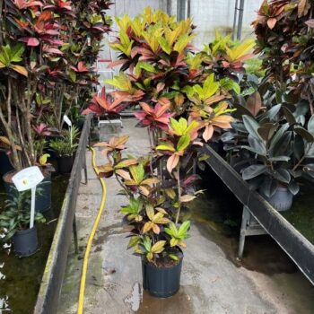 Croton iceton vertakt 32/28 h180