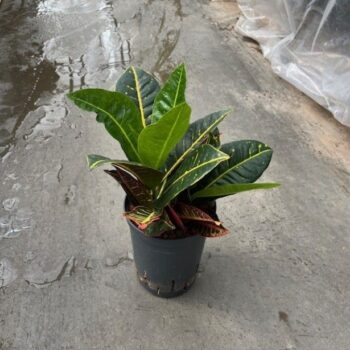 Croton petra 15/19 h30