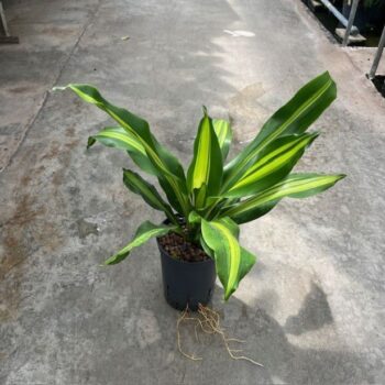 Dracaena Burley Tip