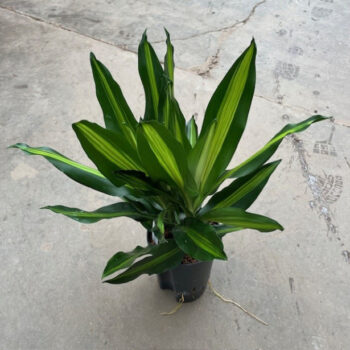 Dracaena Cintho