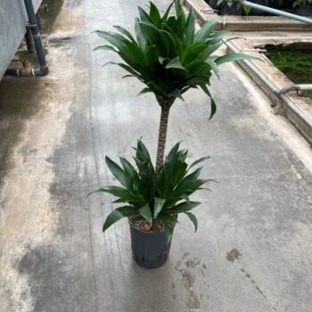 Dracaena Compacta