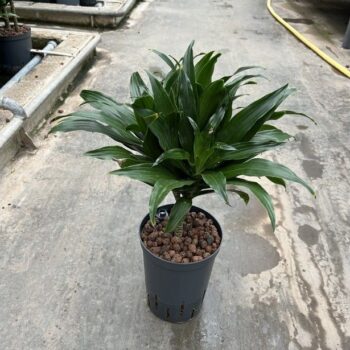 Dracaena Compacta