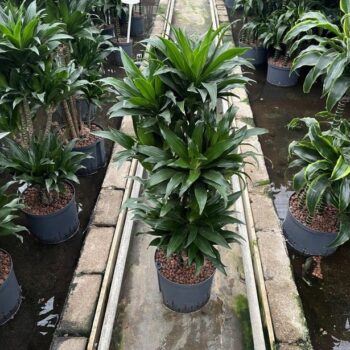 Dracaena compacta vertakt