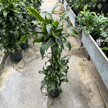Dracaena Dorado