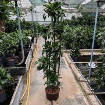 Dracaena dorado carrousel 9st 32/19 h190