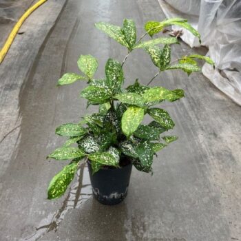 Dracaena Godseffiana