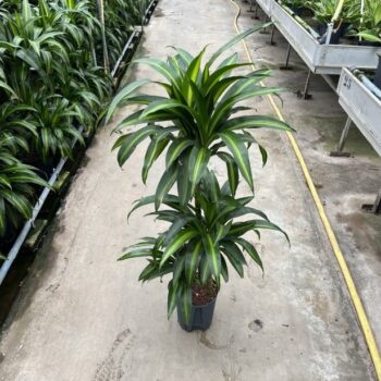 Dracaena hawaian sunshine