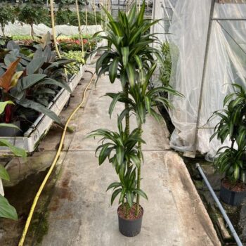 Drac hawaian sunshine