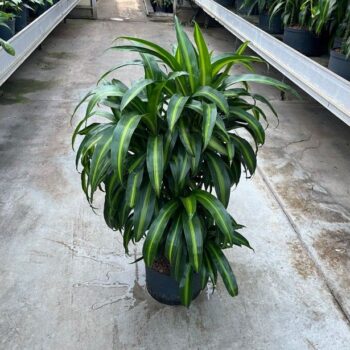 Drac haw sunshine carrousel