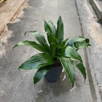 Dracaena janet craig