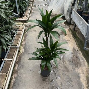 Dracaena janet craig (60/30/15) 18/19 h100