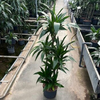 Dracaena janet craig carrousel 6st 25/19 h130