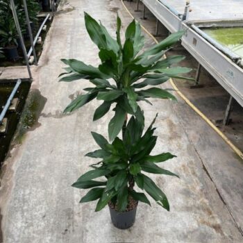 Dracaena Janet Lind