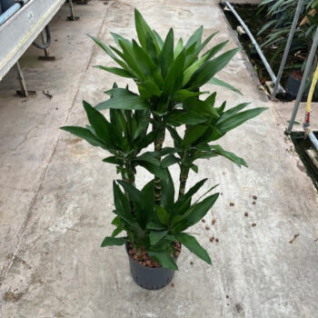 Dracaena Janet Lind