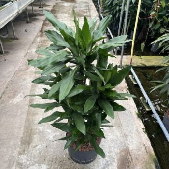 Dracaena Janet Lind