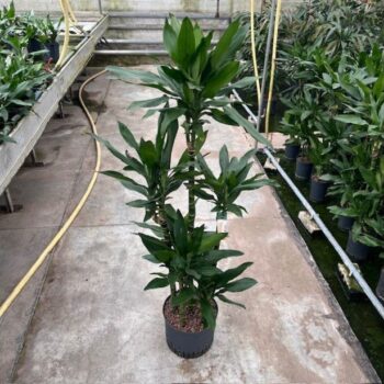 Dracaena Janet Lind