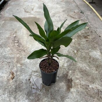 Dracaena Janet Lind
