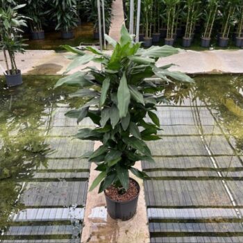 Dracaena Janet Lind